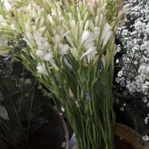 Bunga sedap malam / bunga tangkai segar fresh asli 10 tangkai