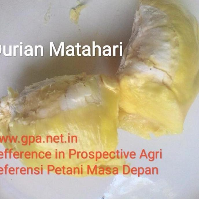 Entres Durian Matahari (5 Entres)