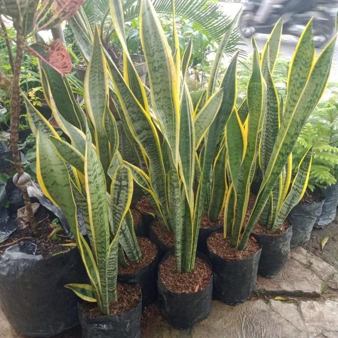 sensivera lidah mertua