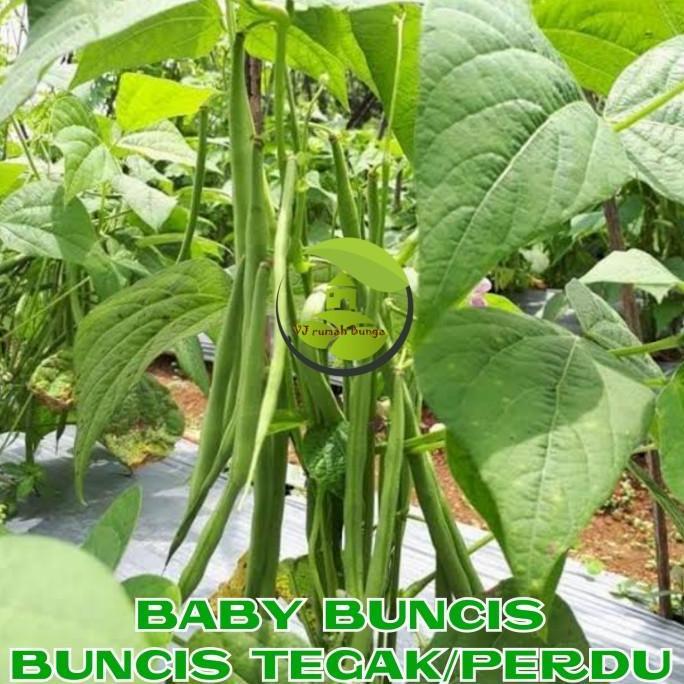 Benih Buncis Tegak Buncis Kenya Buncis Gypsi