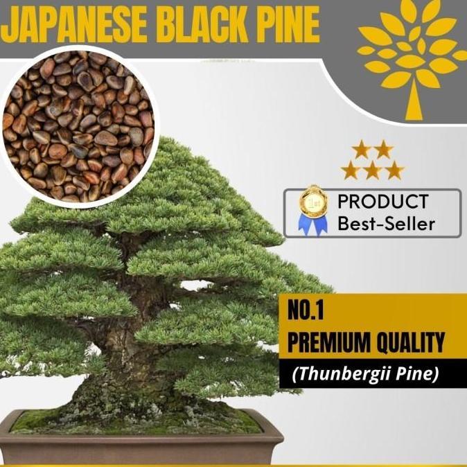 Biji Bonsai Japanese Black Pine PREMIUM