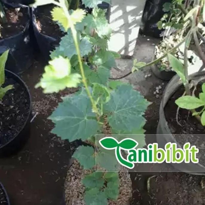 Bibit Anggur red master- Pohon Anggur - Tanaman cepat berbuah