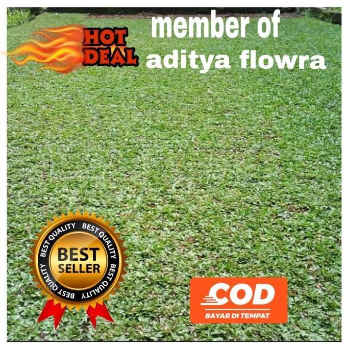 jual rumput gajah mini/bibit rumput gajah mini