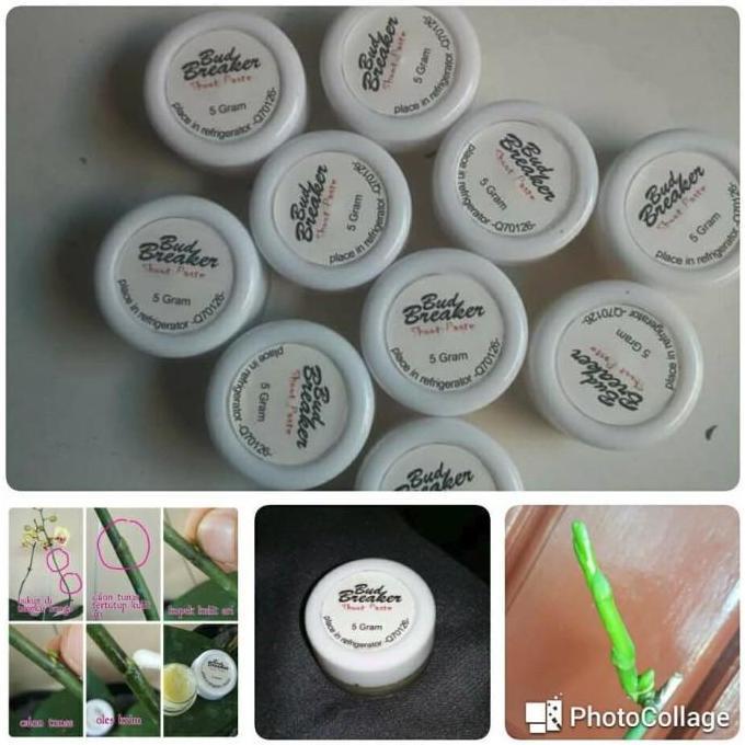 Bud Breaker 5 Gram Penumbuh Tunas Anggrek