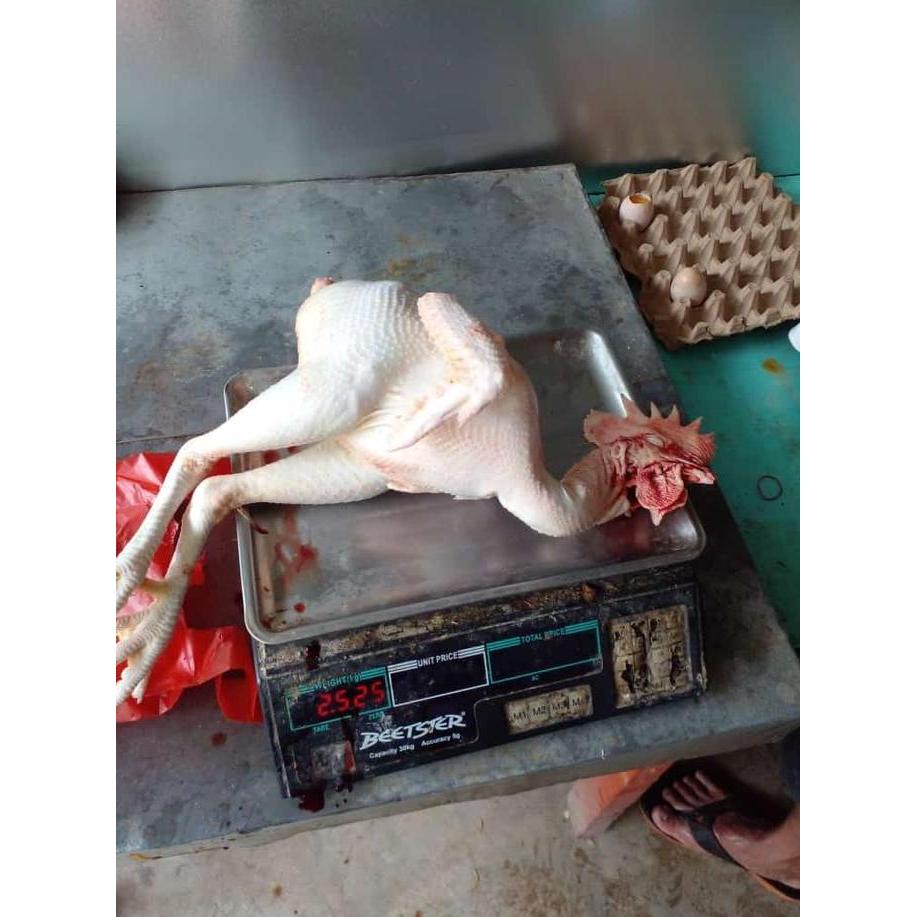 Beff- Ayam Merah Jumbo Uk 2,2Kg Up Berat Idup/Ayam Afkir/Ayam Tua/Ayam Merah