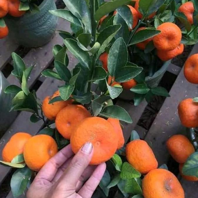 bibit jeruk santang madu super