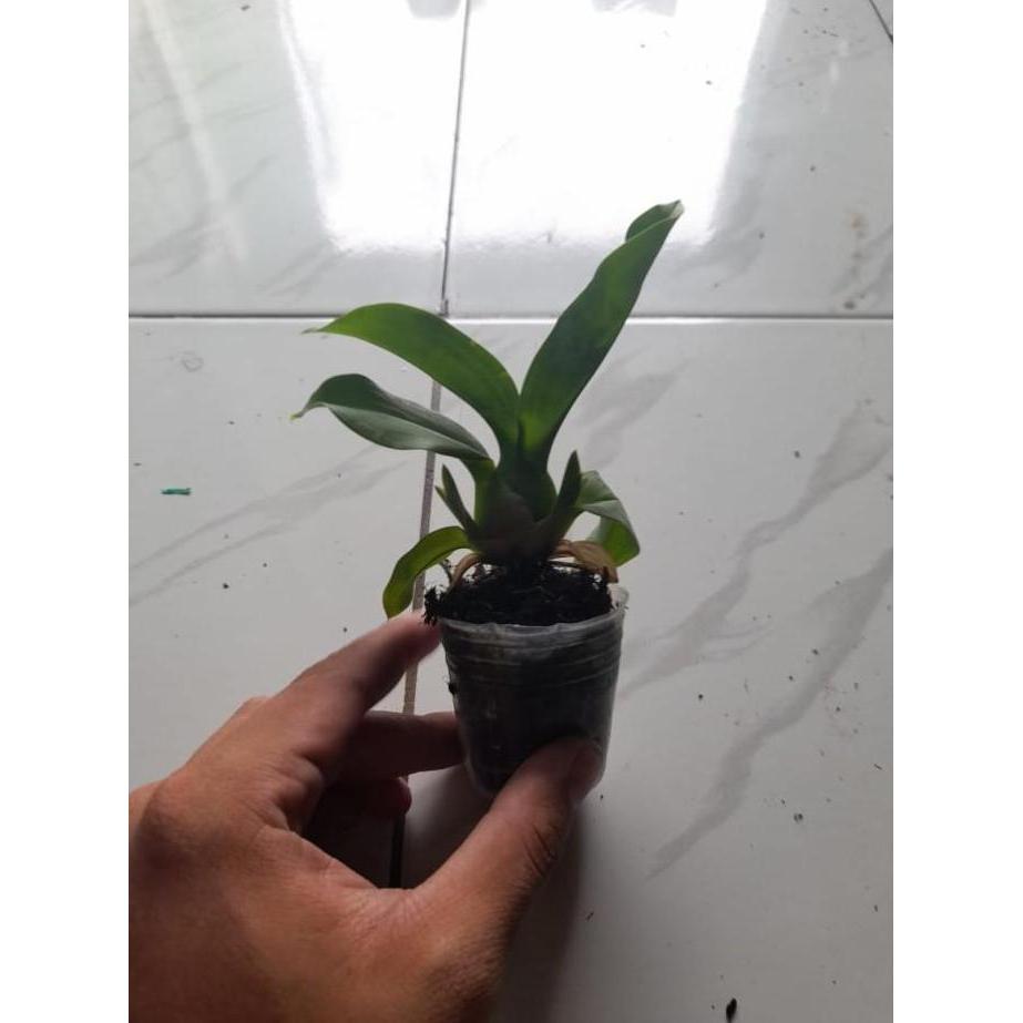 Seedling Anggrek Grammatophyllum Martae