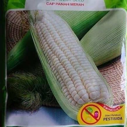 Benih bibit jagung putih pulut KUMALA jagung kumala panah merah
