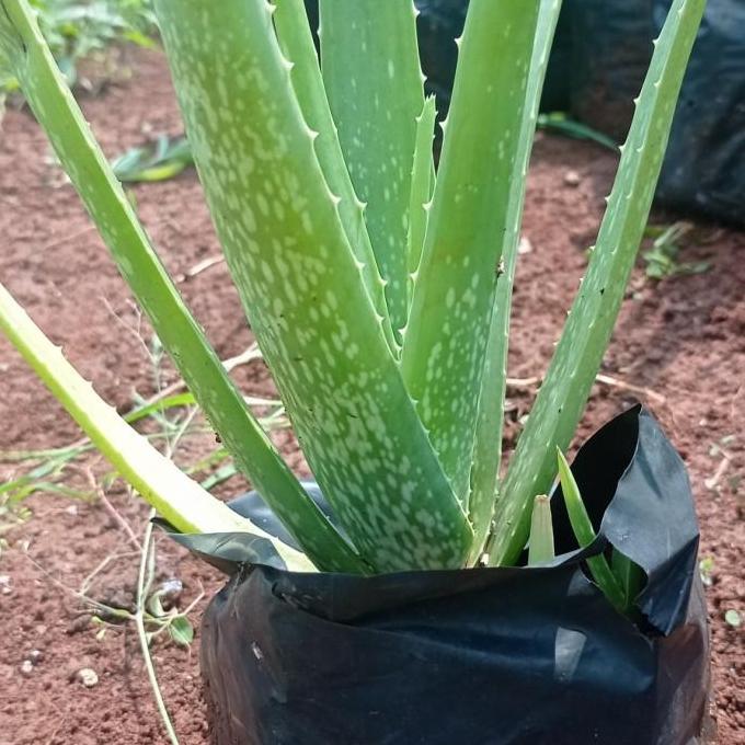 bibit lidah buaya pontianak jumbo
