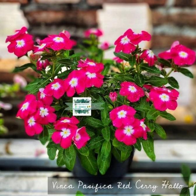 TANAMAN HIAS BUNGA VINCA GANTUNG + POT
