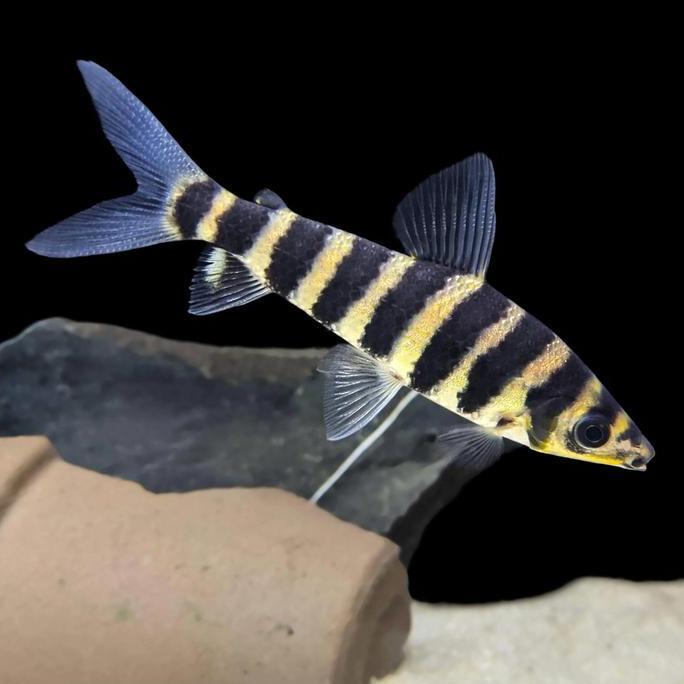 Sale Ikan Kaos Kaki / Leporinus Fasciatus