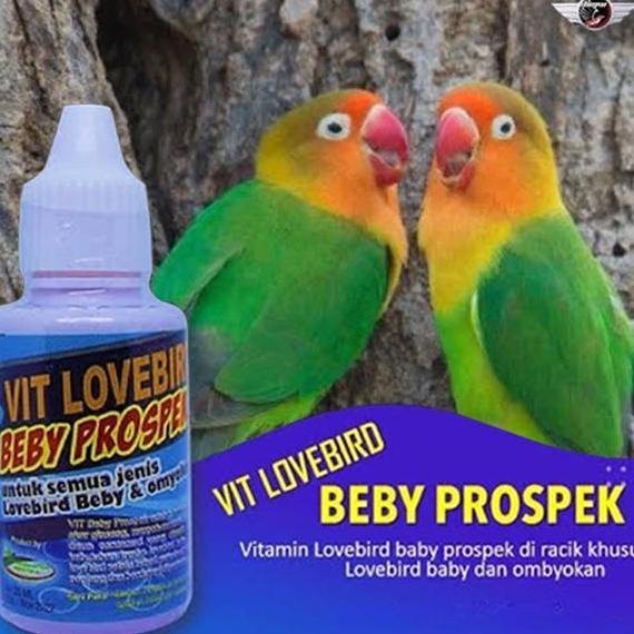 Vitamin Burung Lovebird Beby Prospek vitamin Kontes Alami Lovebird Juara 1 Pcs