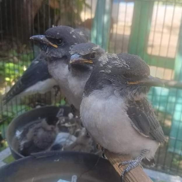 anakan burung kekep babi pilihan