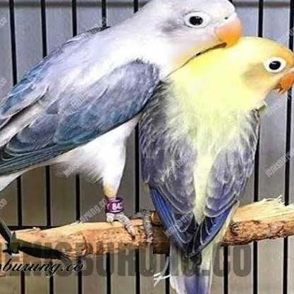 SEPASANG BURUNG LOVEBIRD BIOLA EWING VIO X BIOLA PB EWING
