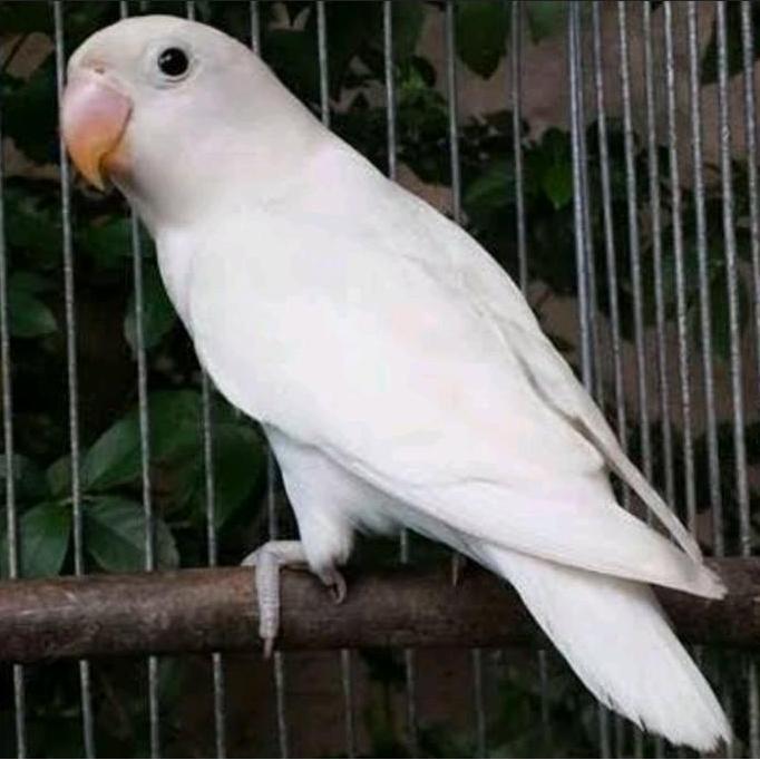 burung Lovebird albino mata hitam