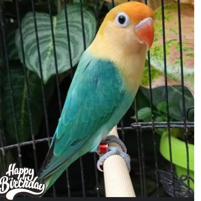 burung love bird lovebird murah biola pb parblue
