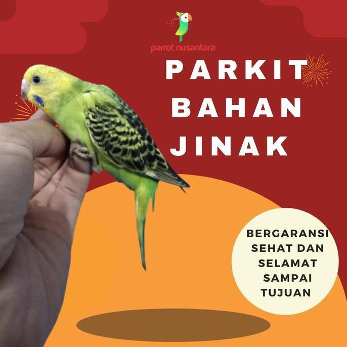 burung parkit anakan lugu mandiri milet