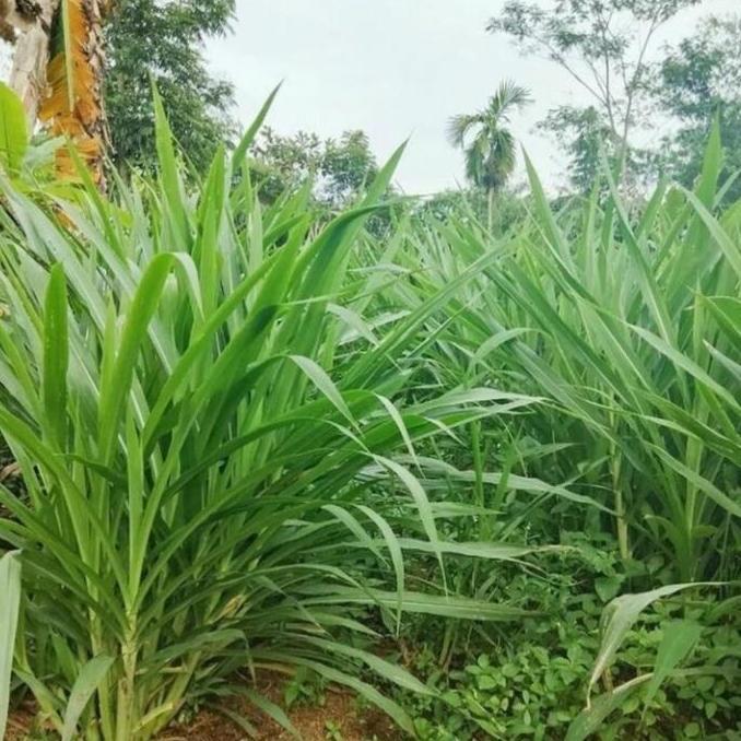 rumput odot pakan kelinci, kambing, sapi 1 kg segar