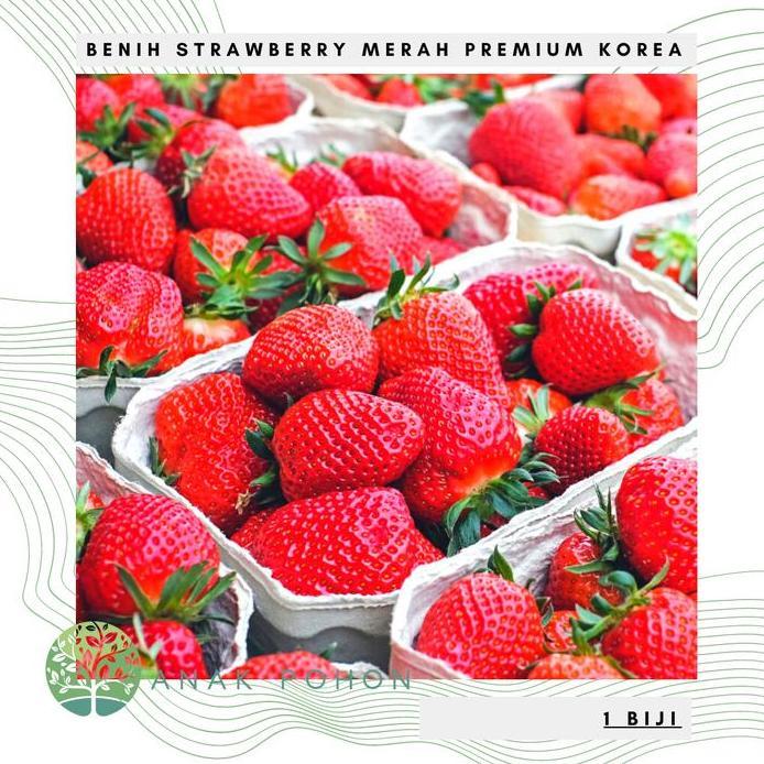 Benih Bibit Biji - Buah Strawberry Korea Jumbo Stroberi Merah Seeds