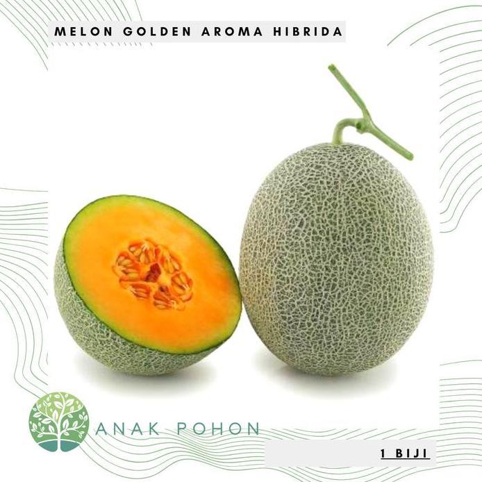 Benih Bibit Biji - Melon Golden Aroma Rock Melon Orange Sweet F1
