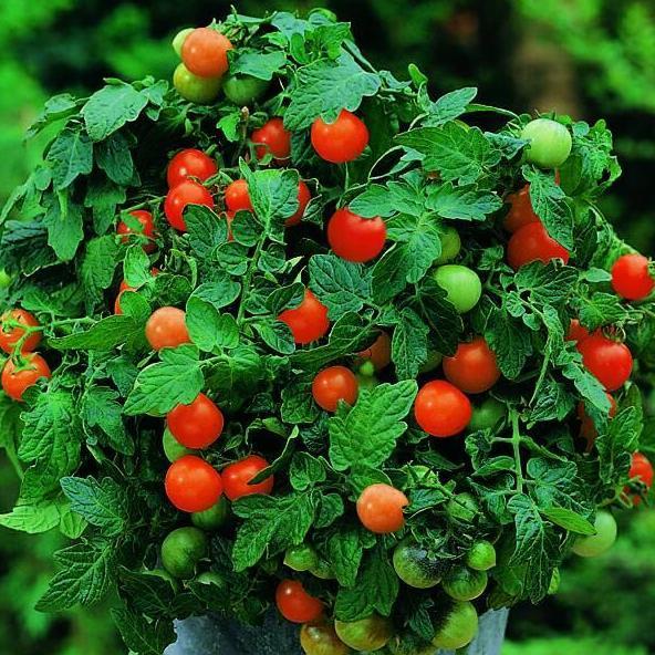 Benih Bibit Biji - Tomato (Cherry) Garden Pearl Tomat Ceri Seeds - IMPORT