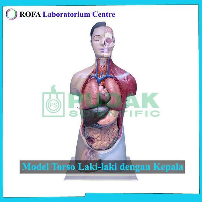 Model Torso / Model Anatomi Tubuh Manusia / Trunk / Model Tubuh