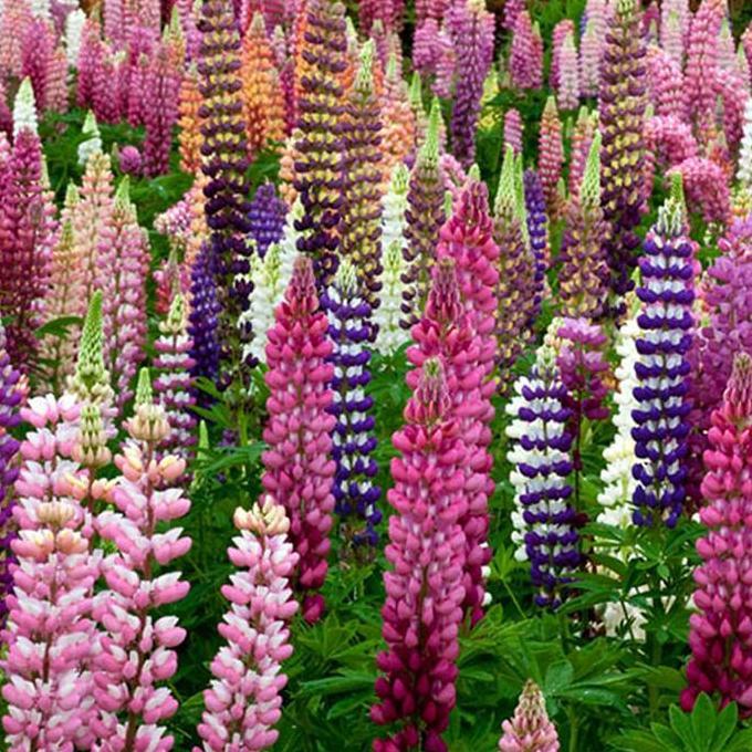 Benih / Bibit / Biji - Bunga Lupine 'Russel Mix' Flower Seeds - IMPORT