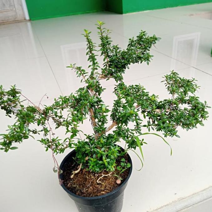 tanaman bonsay mini | tanaman serut | tanaman bonsai