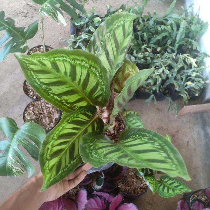 Tanaman hias Calathea flamestar