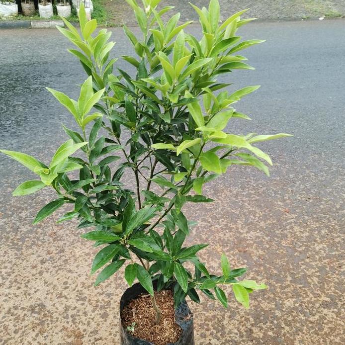 bibit pohon jeruk nagami berbuah/ tanaman jeruk nagami