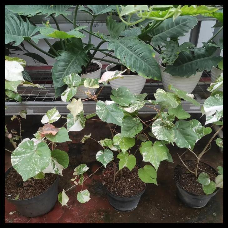 Promo / Waru Variegata / Tanaman Waru Variegata