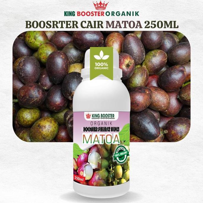 Pupuk Matoa Cair 250ml Pelebat dan Booster Buah Matoa Pupuk Matoa Cepat Berbuah Lebat Pupuk Khusus B