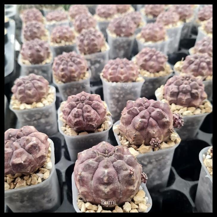 Promo / Gymnocalycium Mihanovichii 'Daydream' - Bumi Kaktus Gurun