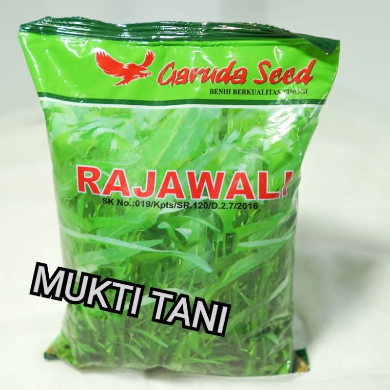 Benih Kangkung Rajawali @1Kg | Bibit Kangkung Daun Lebar Rajawali 1 Kg