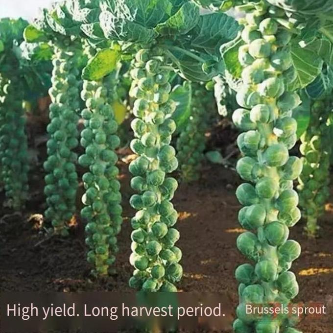 AMERZANA 3pcs Benih Bibit Sayur Brussel Sprout / Kubis Mini Hijau/Ungu / Benih Brussel Seeds