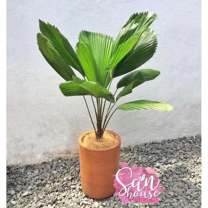 NEW LICUALA GRANDIS | PALEM KOL | PALM KIPAS ORI