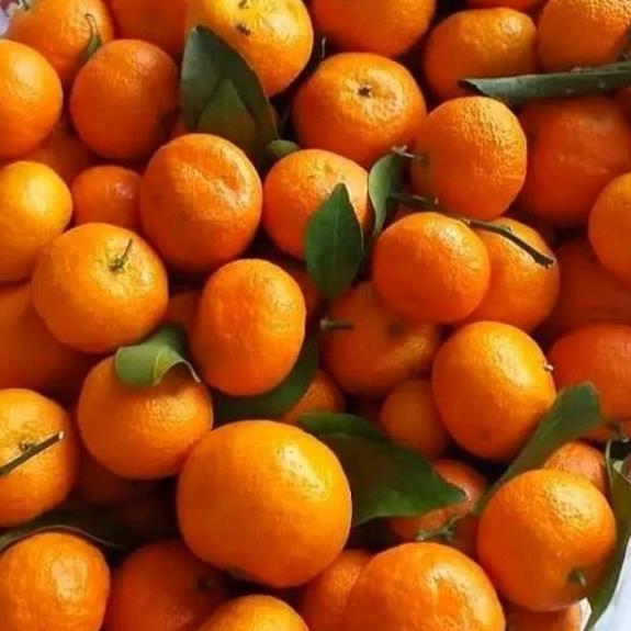 NEW JERUK SANTANG MADU 1 KG / JERUK SANTANG DAUN / JERUK IMPORT ORI