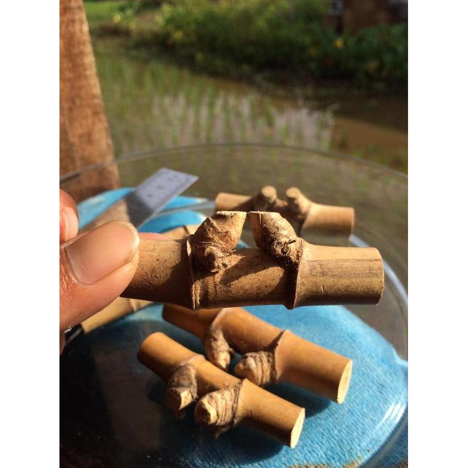TERLARIS Bambu Petuk Souvenir