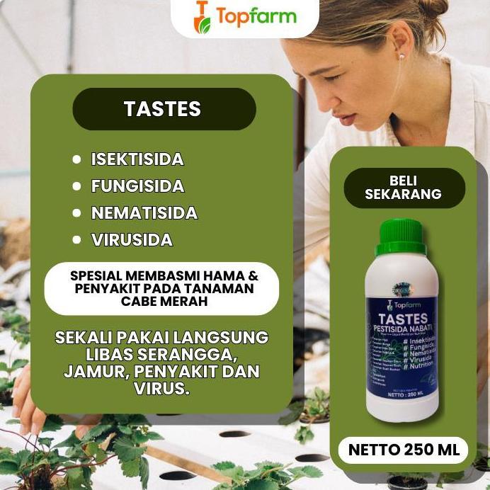 OBAT SEMPROT CABE MERAH / PESTISIDA UNTUK POHON CABE MERAH / OBAT BUSuK BUAH CABE MERAH / OBAT SEMPR