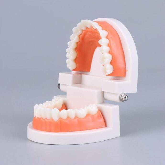 NUMAQUEEN Dental Model Study Edukasi Dokter Gigi Phantom Studi Rahang Gigi Typodont Gusi Karet Alat 