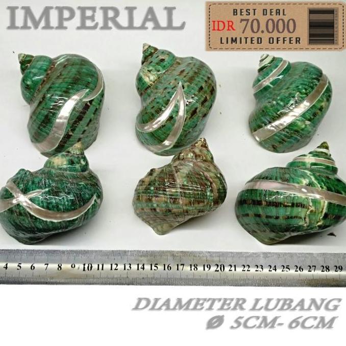 T Sarmaticus shell cangkang rumah kelomang umang umang pompongan keong