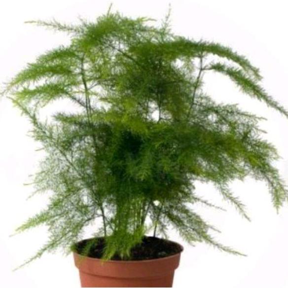 Bambu mini. tanaman hias. tanaman hias bambu mini