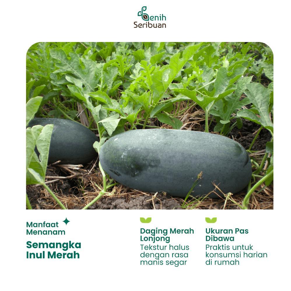 Promo Cod Benih Seribuan - Benih Buah Semangka Inul Merah Jumbo F1 Hibrida ><