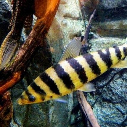 TERLARIS IKAN HIAS IKAN KAOS KAKI LEPORINUS