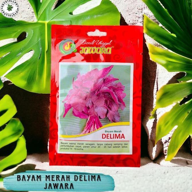 Benih Bibit Bayam Merah Benih Unggul Jawara - BAYAM MERAH DELIMA