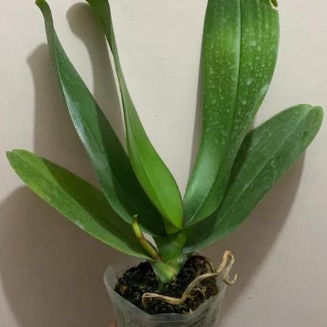 pohon anggrek bulan.