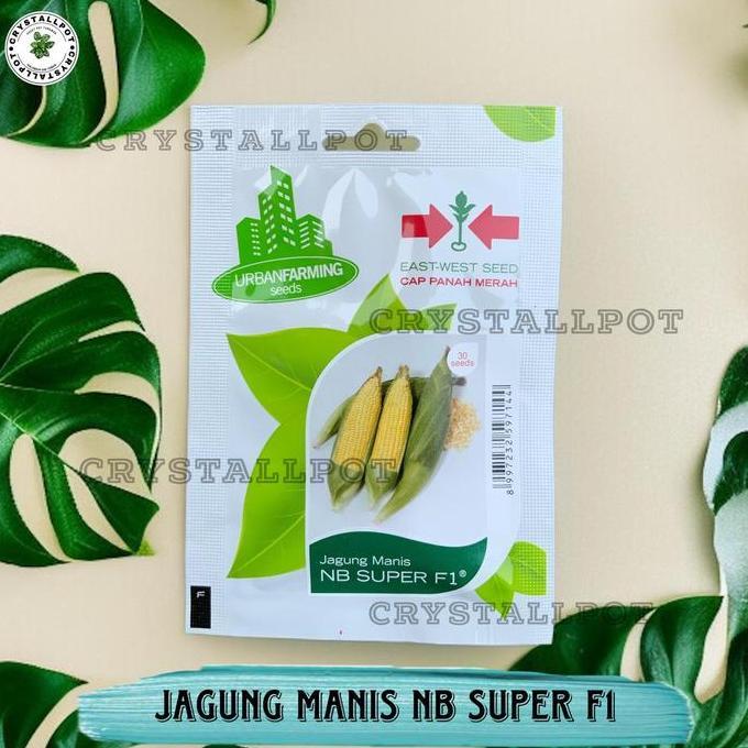 Benih Bibit Jagung Manis NB Super F1 Cap Panah Merah - JAGUNG MANIS NB SUPER F1 EAST WEST SEED