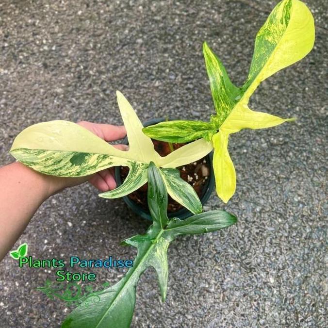 Philodendron Florida beauty variegata - tanaman hias florida beauty