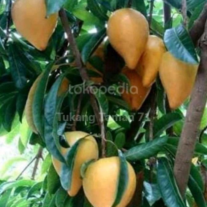 Bibit pohon buah alkesa