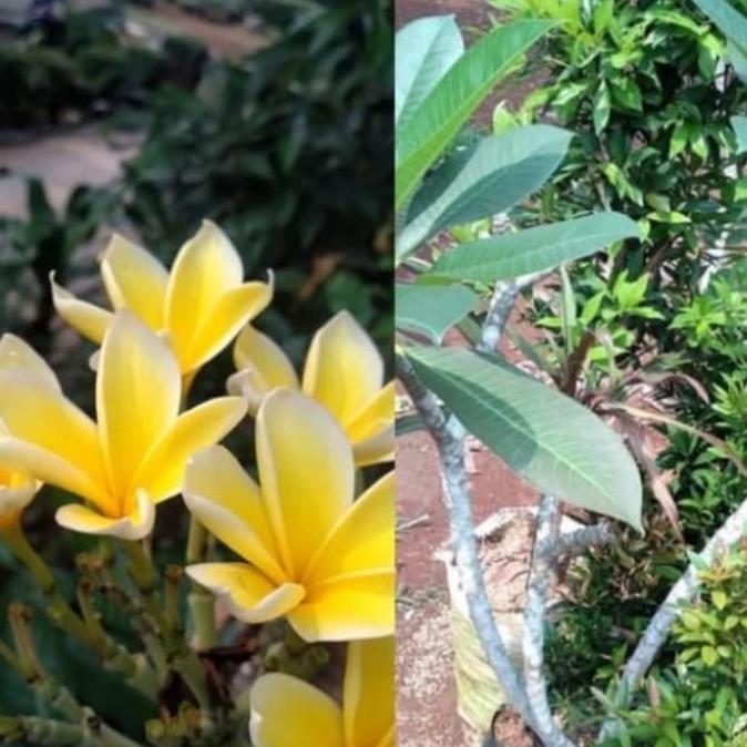 PROMOpohon kamboja bali bunga kuning//tinggi 1 meter